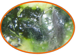 CA88(�й���)Ψһ�ٷ���վ